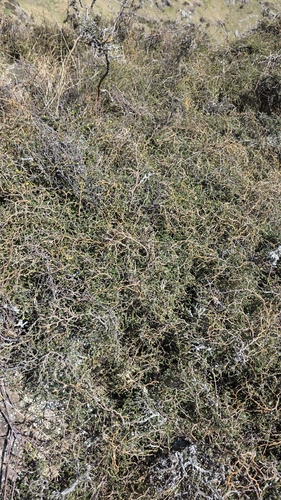 Sophora prostrata, photograph 1