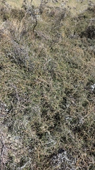 Sophora prostrata, photograph (c) Genevieve Early, some rights reserved (CC BY)