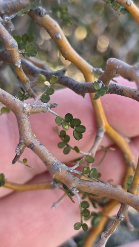 Sophora prostrata, photograph 2
