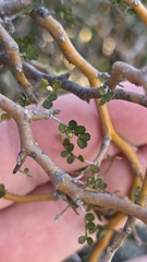 Sophora prostrata, photograph (c) Genevieve Early, some rights reserved (CC BY)