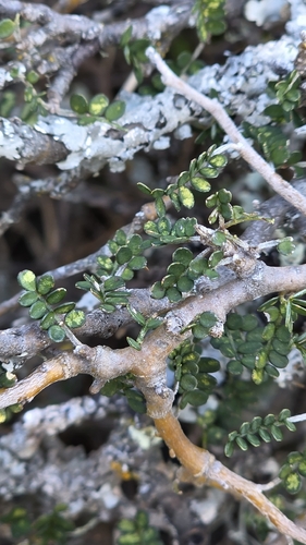 Sophora prostrata, photograph 3