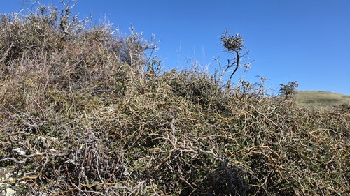 Sophora prostrata, photograph 4