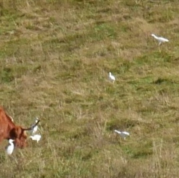 Western Cattle-Egret