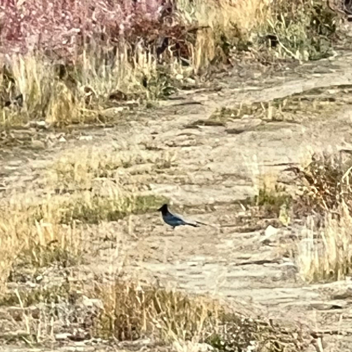 Steller's Jay
