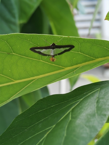 Cucumber Moth