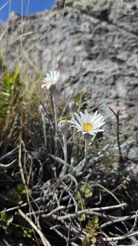 Celmisia gracilenta, photograph 3