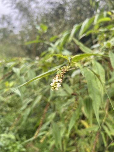 Buddleja asiatica observed 2026-09-21