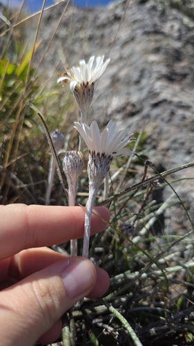 Celmisia gracilenta, photograph 6