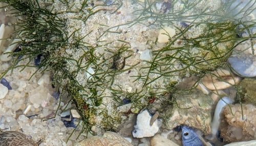 Chaetomorpha linum observed 2026-09-13