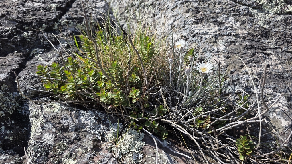 Celmisia gracilenta; photograph (c) Genevieve Early, some rights reserved (CC BY)