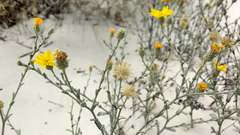 Xanthisma gypsophilum