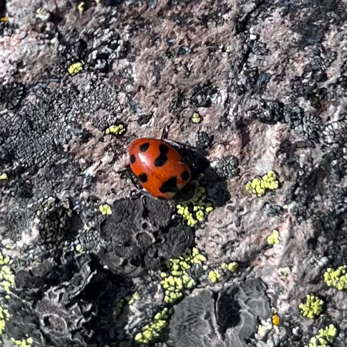 Casey's Lady Beetle