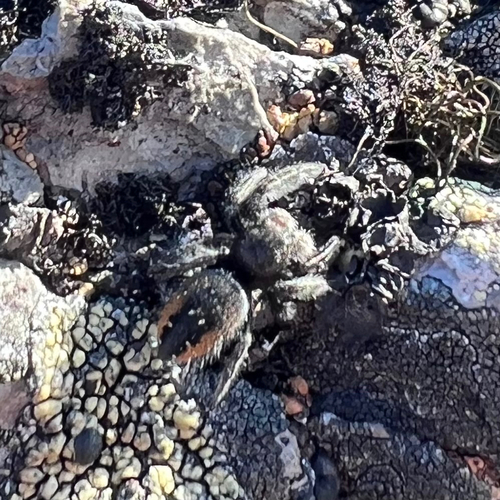 Johnson's Jumping Spider