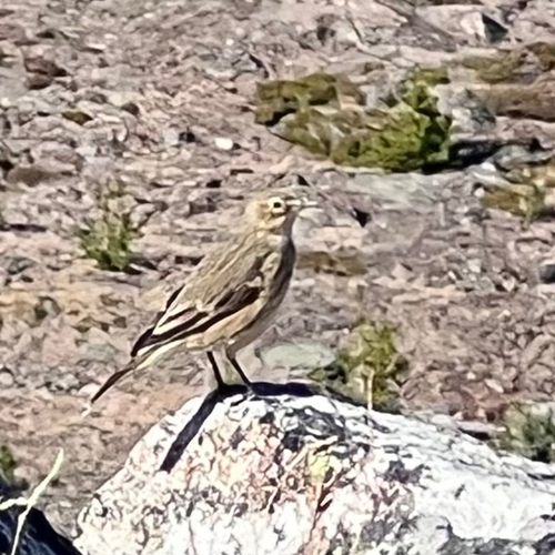 American Pipit