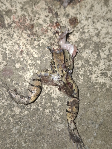Mustached Frog
