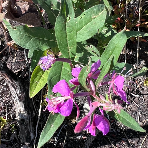 fireweed