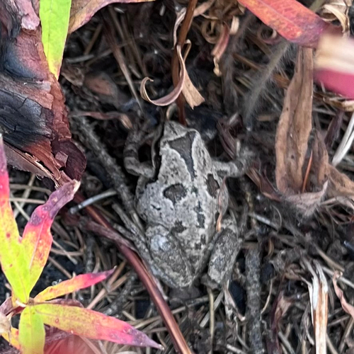Pacific chorus frog