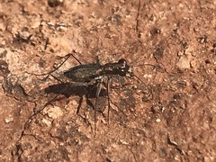 Parvindela celeripes