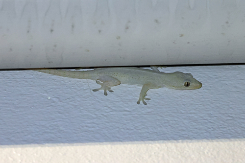 Asian House Gecko