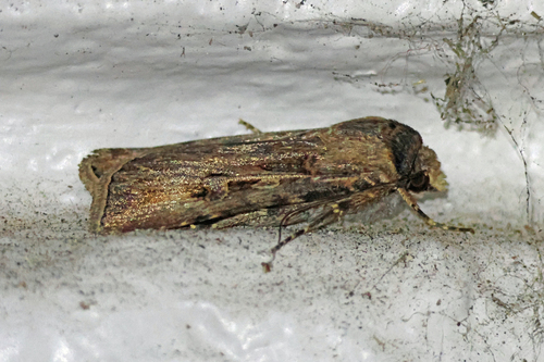 Brown Cutworm