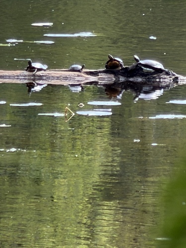 Midland Painted Turtle
