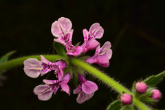 Stachys grandidentata, photograph author not stated, no rights reserved
