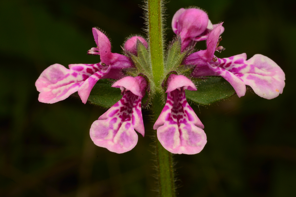 Stachys grandidentata; photograph author not stated, no rights reserved