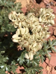 Cymopterus purpureus