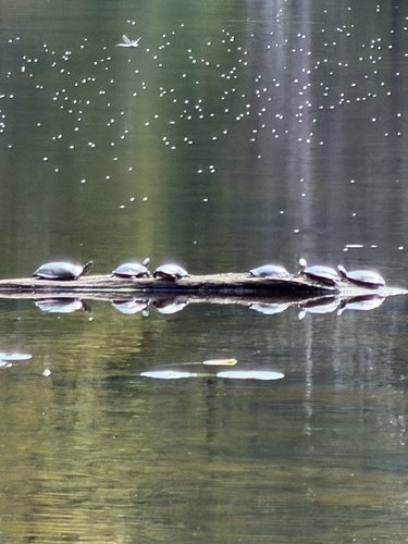 Midland Painted Turtle