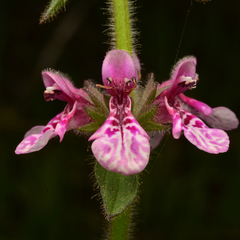 author not stated, no rights reserved Stachys grandidentata, photograph author not stated, no rights reserved