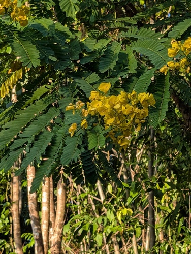 Senna multijuga observed 2026-09-20