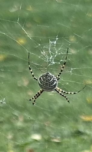 Banded Garden Spider