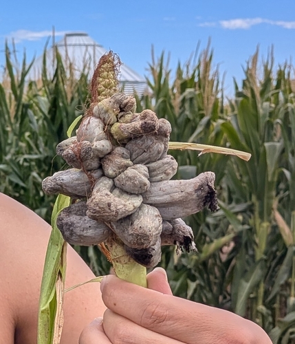Corn Smut