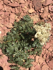 Cymopterus purpureus