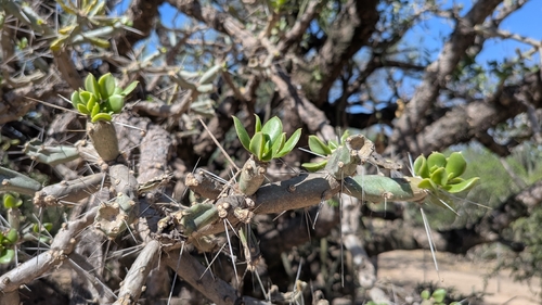 Quiabentia verticillata