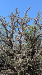 Quiabentia verticillata, photograph (c) Thibaud Aronson, some rights reserved (CC BY-SA)