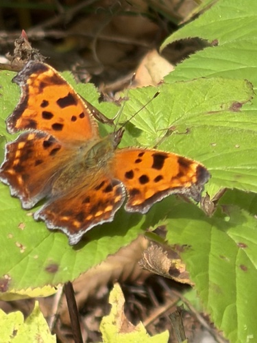 Eastern Comma