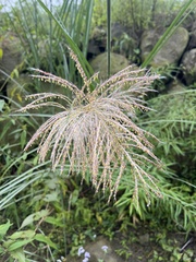 (c) 銀杏, some rights reserved (CC BY) Miscanthus floridulus, photograph (c) 銀杏, some rights reserved (CC BY)