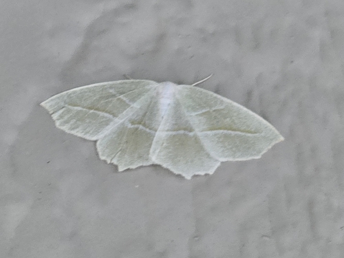 Pale Beauty