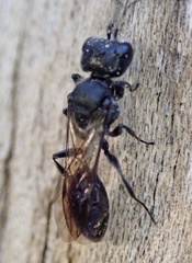 Pemphredonina