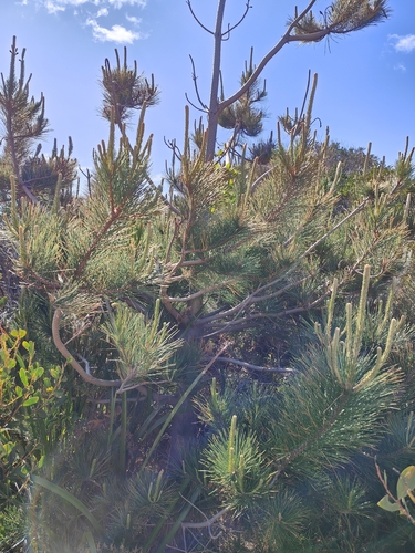 Monterey pine