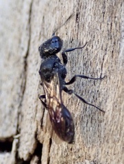 Pemphredonina