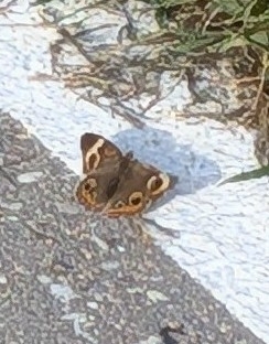Common Buckeye