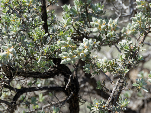 Kunzea pulchella, photograph 5