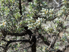 Kunzea pulchella, photograph (c) Carmon, some rights reserved (CC BY-SA)