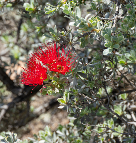 Kunzea pulchella, photograph 6