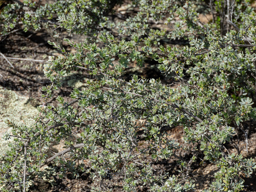 Kunzea pulchella, photograph 4