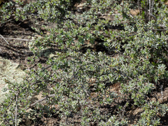 Kunzea pulchella, photograph (c) Carmon, some rights reserved (CC BY-SA)