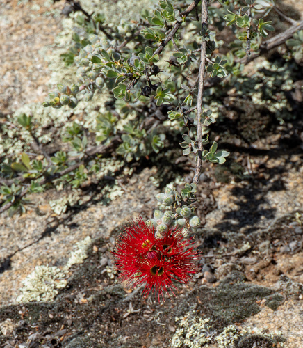 Kunzea pulchella, photograph 3