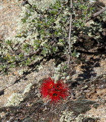 Kunzea pulchella, photograph (c) Carmon, some rights reserved (CC BY-SA)